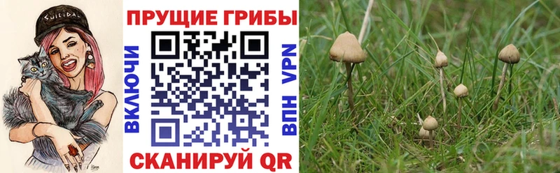 Галлюциногенные грибы MAGIC MUSHROOMS  Кедровый 